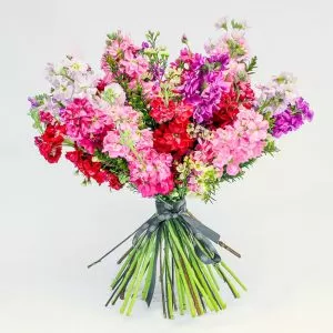 Stocks Delight Bouquet