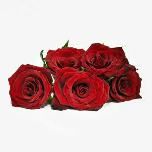 Five Red Rose Heads in a Box