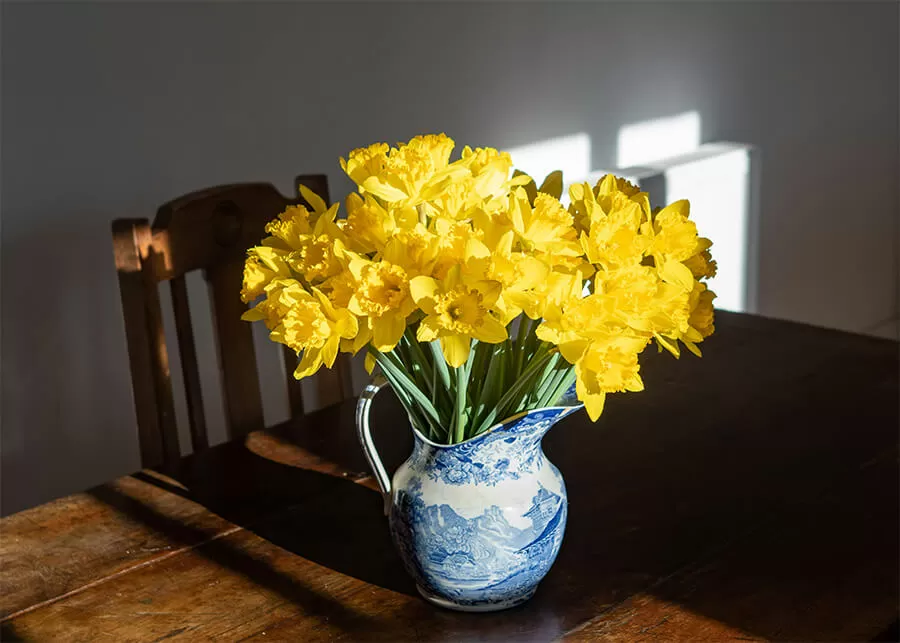 What are Daffodils? | Everything You Need to Know About Daffodils