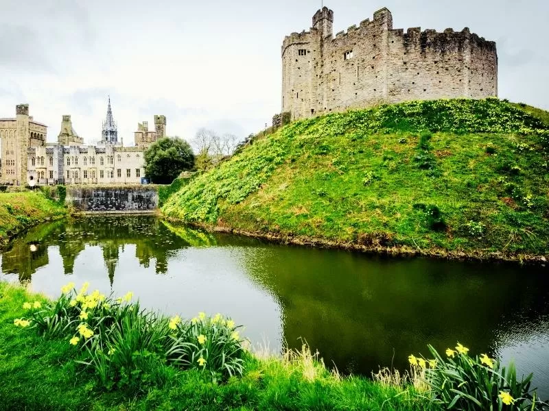 What are the UK's most popular flowers?