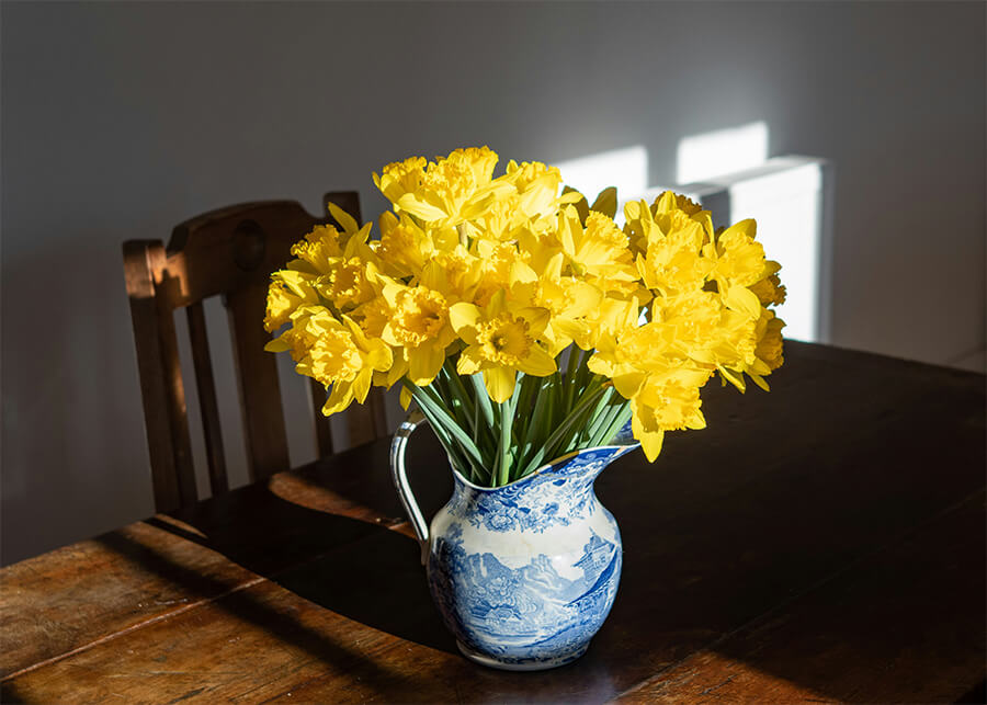 What are Daffodils? | Everything You Need to Know About Daffodils