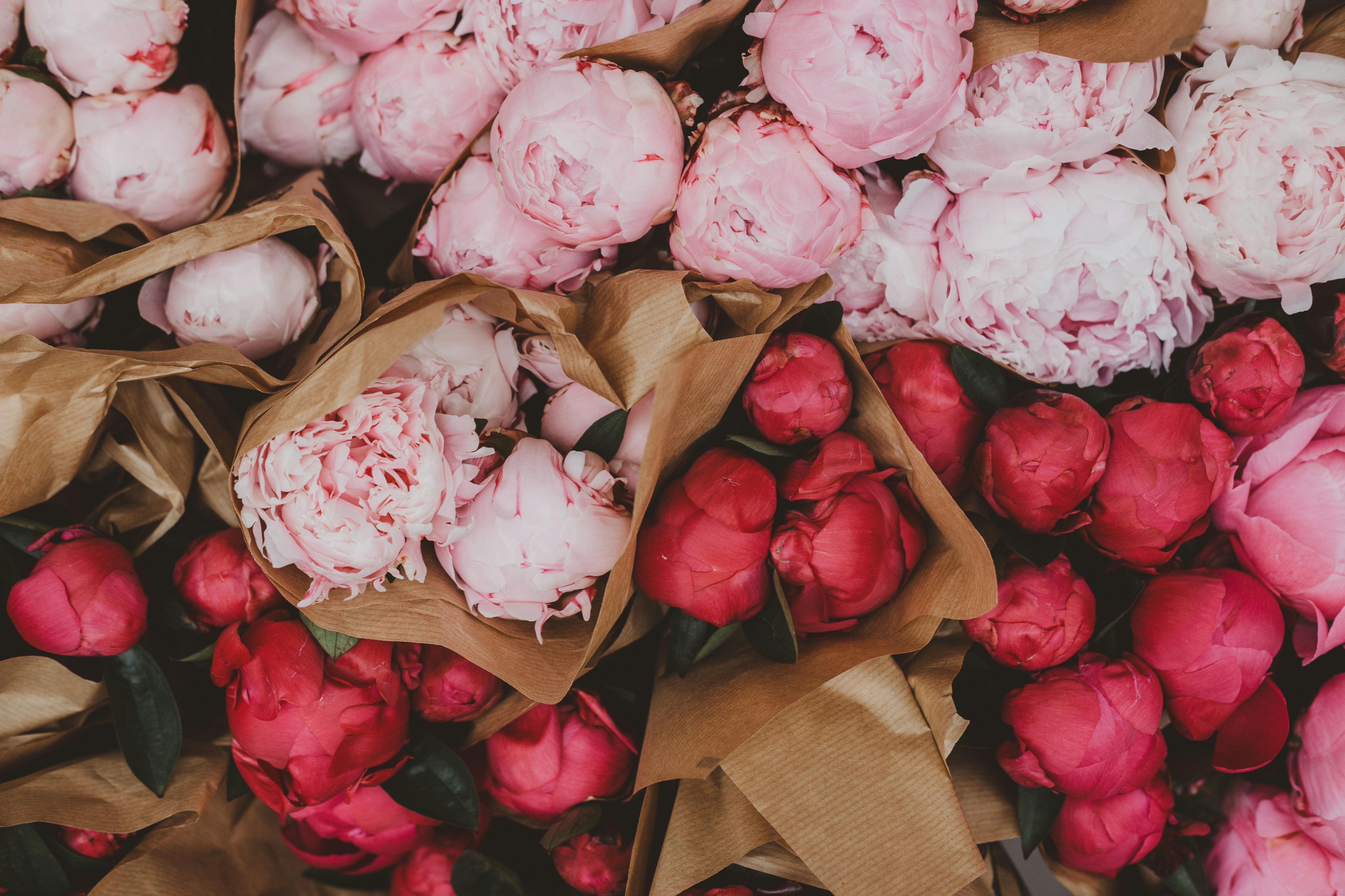 Peonies 101: The Ultimate Guide to Peonies with Care Advice